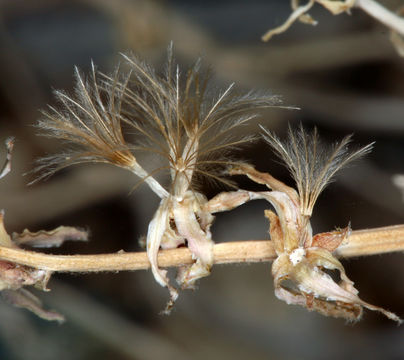 Image of brownplume wirelettuce