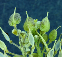 Image of mountain pepperweed