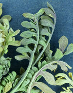 Image of mountain pepperweed