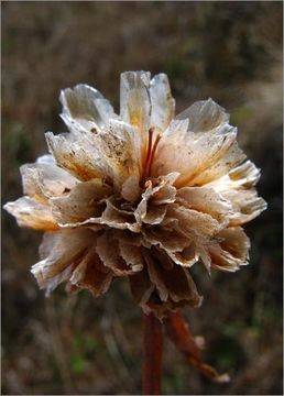 Image of California seapink