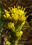 صورة Solidago spathulata DC.