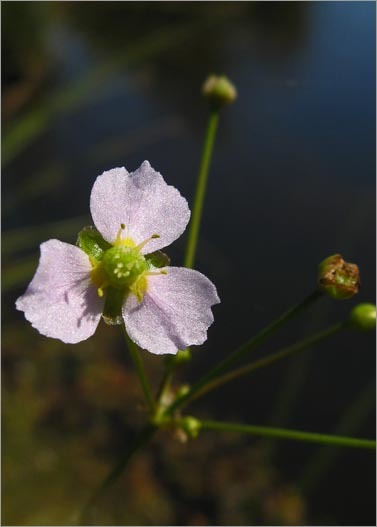 Imagem de Alisma lanceolatum With.