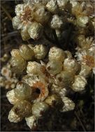 Image of Wright's cudweed