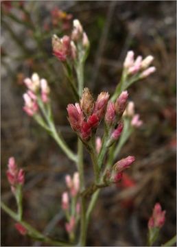 Image of pink cudweed