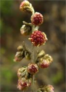 Image of coastal sagebrush