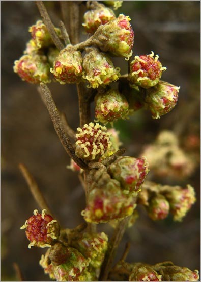 Image of coastal sagebrush