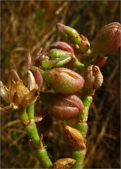 Image de Spergulaire marine