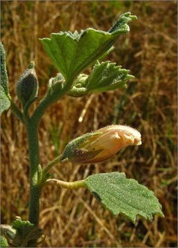 Image of alkali mallow