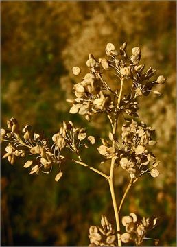 Image of broadleaved pepperweed