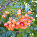 Image of Viburnum foetidum var. ceanothoides (C. H. Wright) Hand.-Mazz.