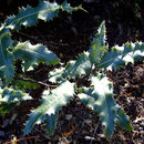 Image of <i>Olearia ilicifolia</i>