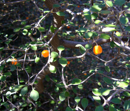 Image de Corokia cotoneaster Raoul