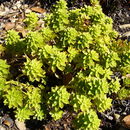 Image of <i>Sedum takesimense</i>