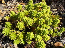 Image of <i>Sedum takesimense</i>