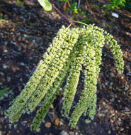 Image of Itea ilicifolia Oliv.