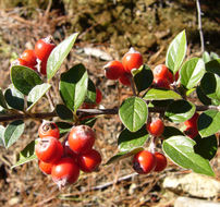 Image of silverleaf cotoneaster