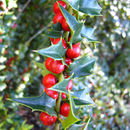 Image of Perny's Holly