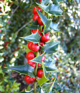 Image of Perny's Holly