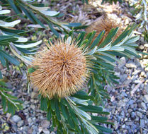 Image of silver banksia