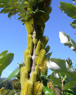 Image of coast banksia