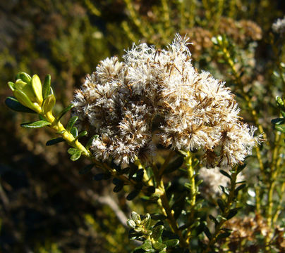 Image de Ozothamnus leptophyllus (G. Forst.) I. Breitwieser & J. M. Ward