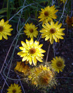 Image of <i>Helichrysum bracteatum</i>