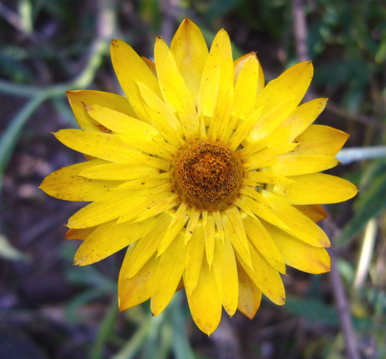 Image of <i>Helichrysum bracteatum</i>