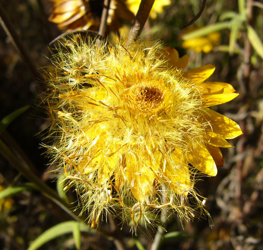 Image of <i>Helichrysum bracteatum</i>