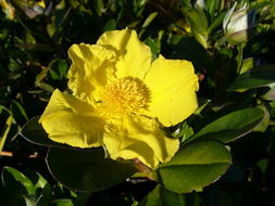 Image of Hibbertia scandens (Willd.) Gilg