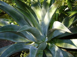 Image of Agave wercklei F. A. C. Weber ex Wercklé