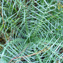 Image of Eryngium venustum Bartlett ex L. Constance