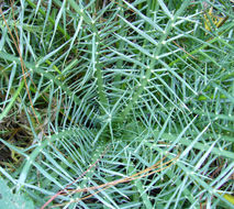 Eryngium venustum Bartlett ex L. Constance resmi