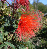 Imagem de Calliandra californica Benth.