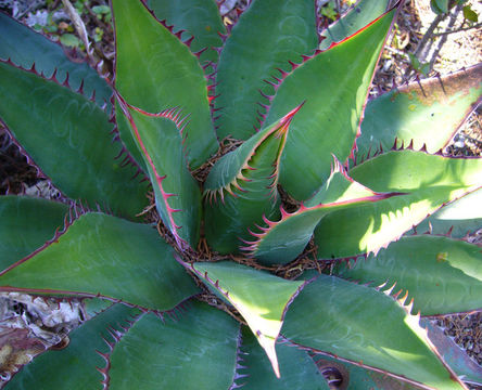 Image of coastal agave