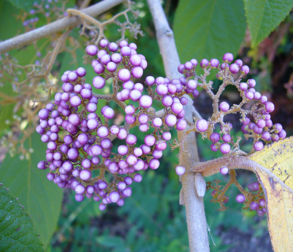 Image of Callicarpa pilosissima Maxim.