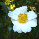 Imagem de Camellia yunnanensis Cohen-Stuart