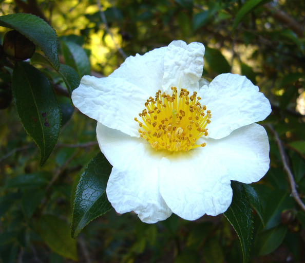 Camellia yunnanensis Cohen-Stuart resmi