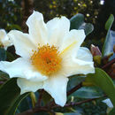 Imagem de Camellia crapnelliana Tutch.