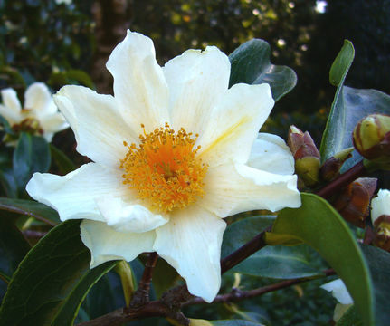 Imagem de Camellia crapnelliana Tutch.