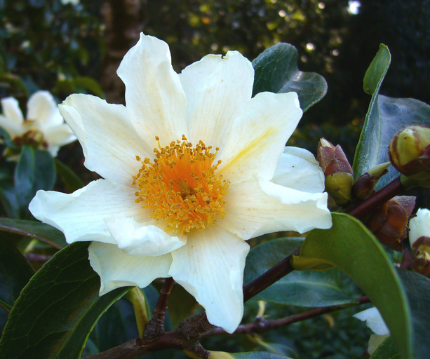 Image of Crapnell's Camellia