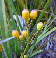 Image of Libertia peregrinans Cockayne & Allan