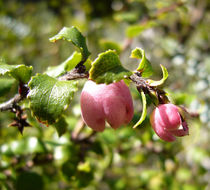 Sivun Gaultheria antipoda Forst. fil. kuva