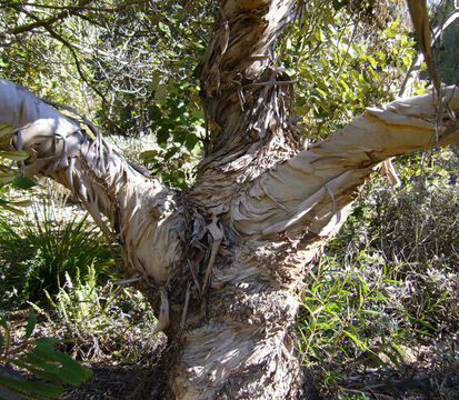 Image of Eucalyptus kybeanensis Maiden & Cambage