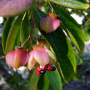 Image of Euonymus grandiflorus Wall.