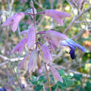 Image of Salvia semiatrata Zucc.