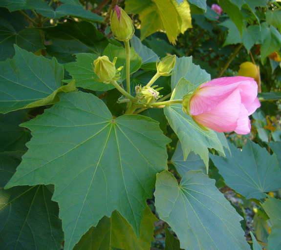 Image of Dixie rosemallow