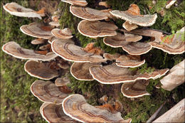 Image of Turkey Tail