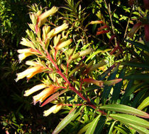 Image of Cigarette bush