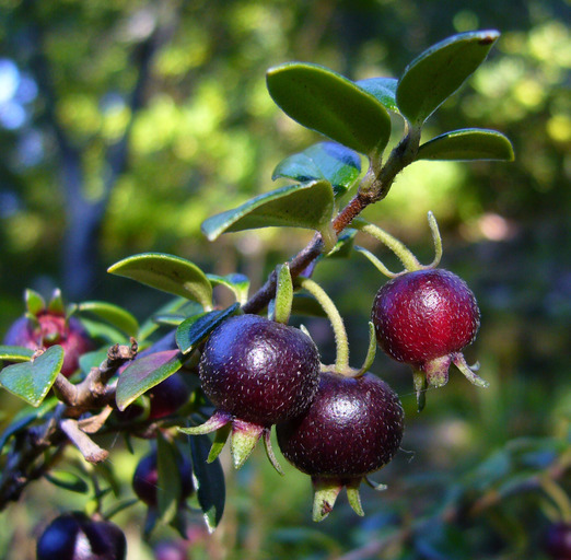 Image de Ugni myricoides (Kunth) O. Berg