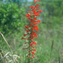 Image of standing-cypress